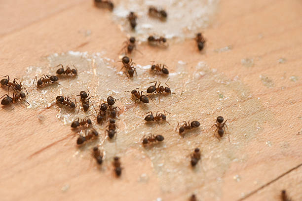 Best Wasp Removal Services  in Enterprise, OR